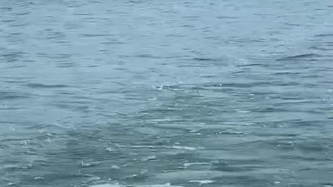 Bald Eagle fishing on Big Manistique Lake, UP Michigan