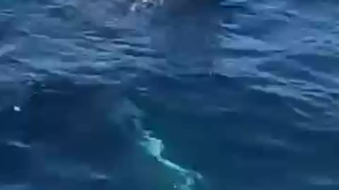 Right beside the boat!