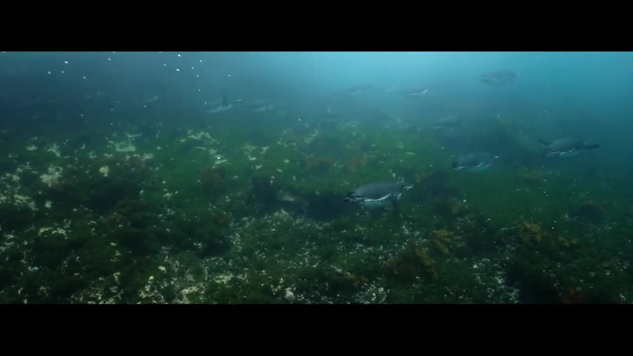 Galapagos Islands 3 Hours Meditation Scuba Diving