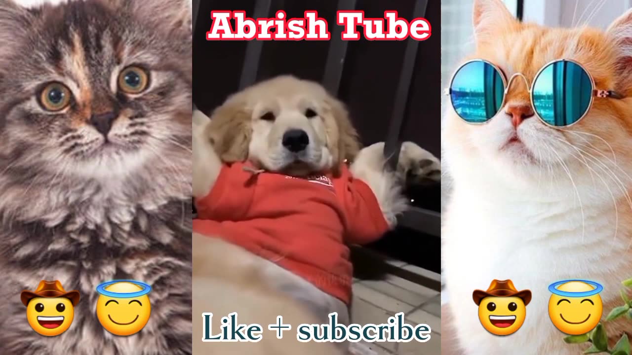 Best Funny Dogs And Cats Videos - Funniest Animals Videos 2023
