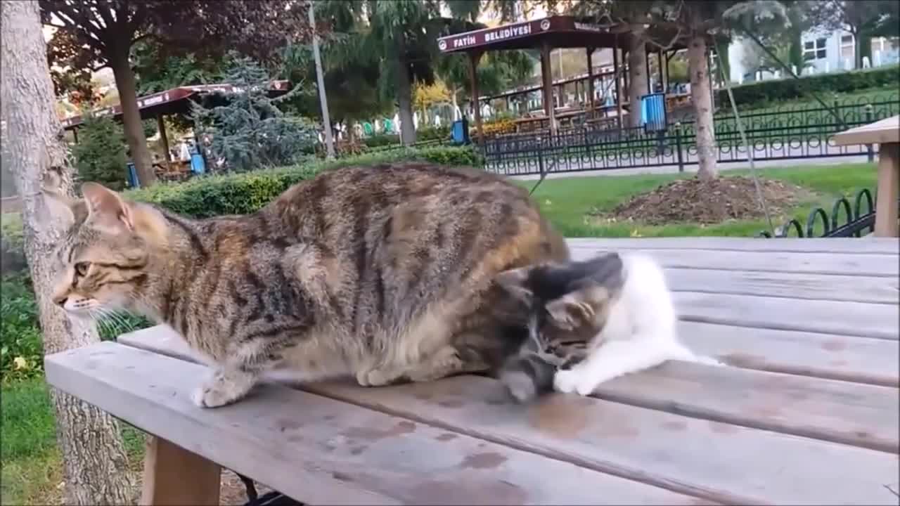 Mama Cat's Reaction to her kitten, When Kitten biting her tail