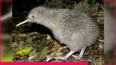 Various Kiwi bird facts