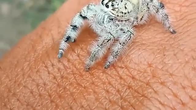Very scary spider