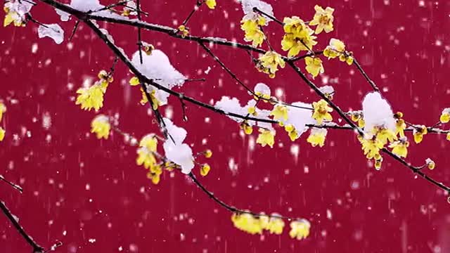 #Snow Scenery # Plum Blossoms # Scenery