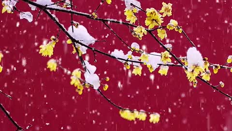 #Snow Scenery # Plum Blossoms # Scenery