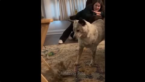 "😹 Funny Antics: Felines and Canines Bring on the Chuckles! 🐱🐶