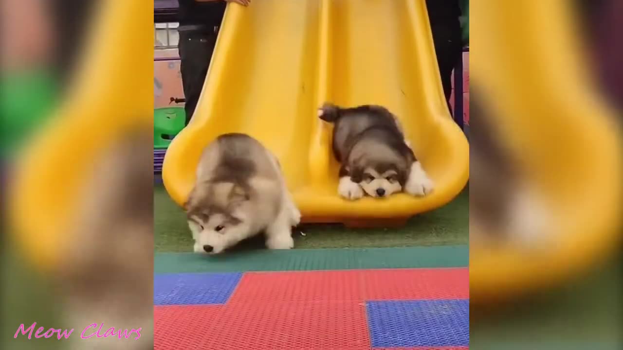 Baby Alaskan Malamute Cutest and Funniest Moments New Compilation 😍_ Try Not To Laugh.