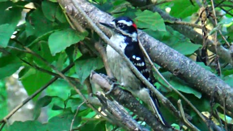 Downy Woodpecker