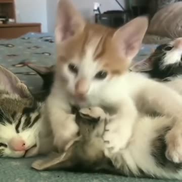 Milyye i zabavnyye koshki 😂😻