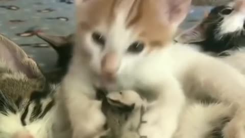 Milyye i zabavnyye koshki 😂😻