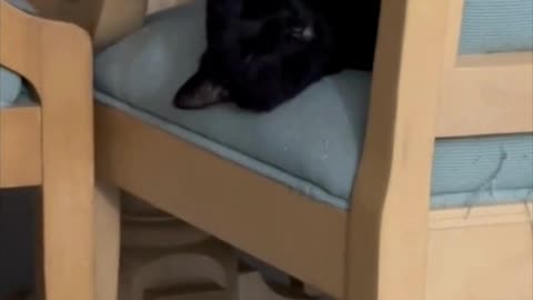 Adopting a Cat from a Shelter Vlog - Cute Precious Piper Keeps an Eye on Things #shorts