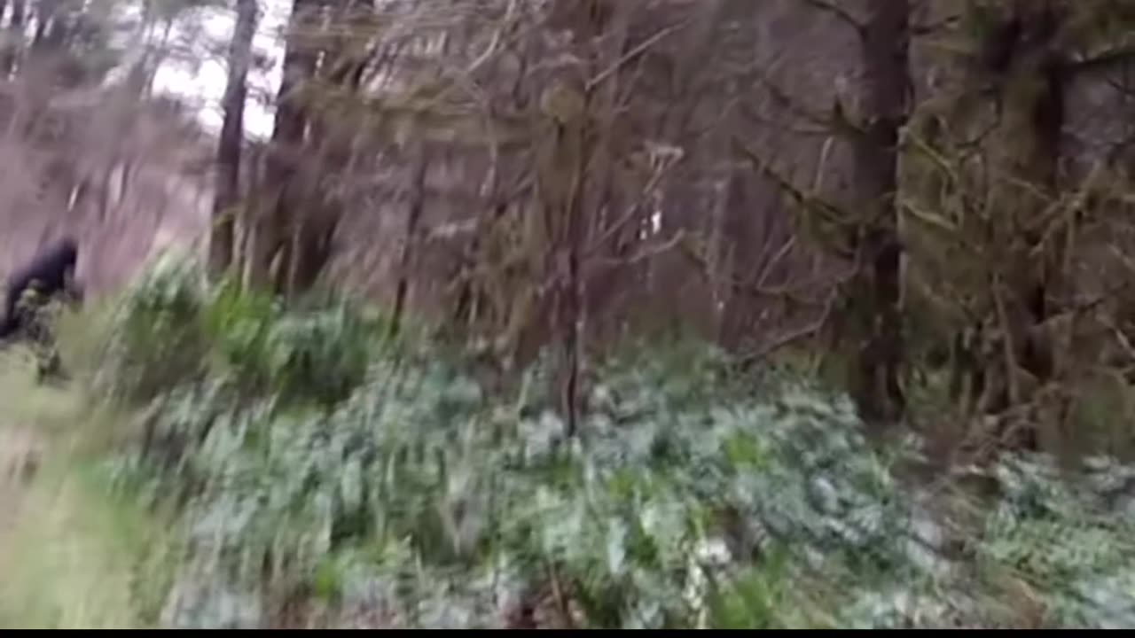 Bigfoot Sighting in Washington