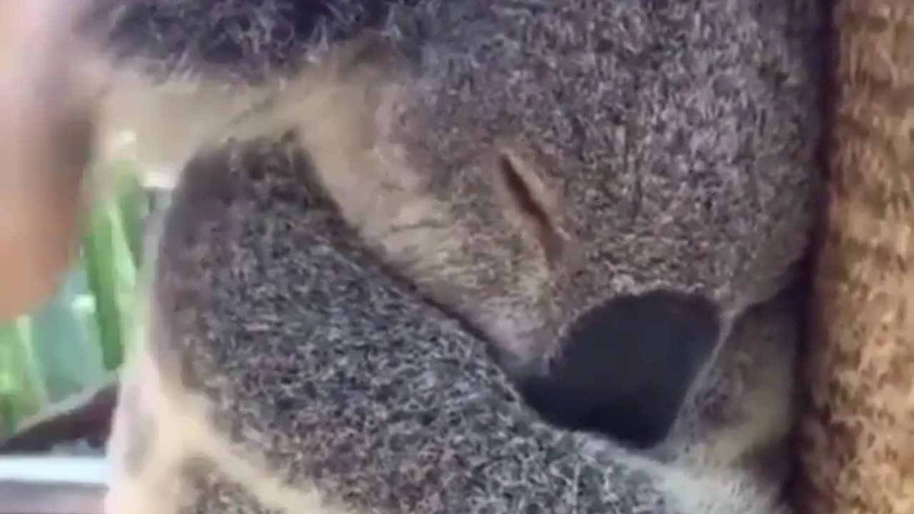 Cute and funny animals