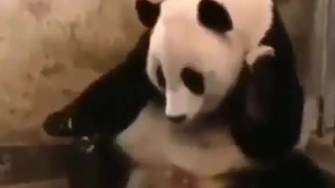 Funny panda sneezing entertainment video