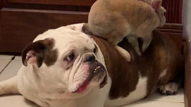 Bunny and Bulldog Become Buds