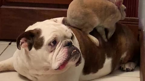 Bunny and Bulldog Become Buds