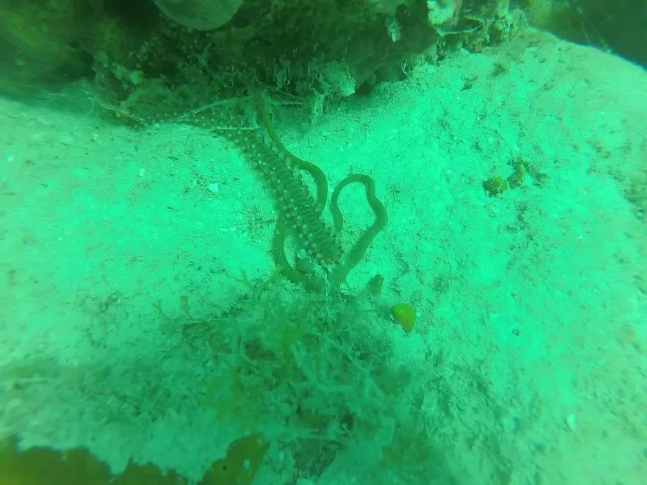 Plongée en République Dominicaine en mer des Caraïbes