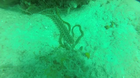 Plongée en République Dominicaine en mer des Caraïbes