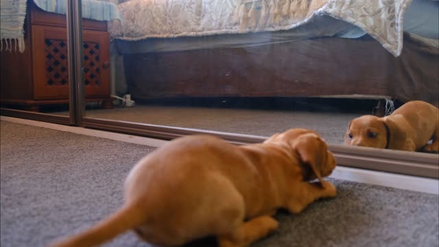 Adorable puppy fighting with mirror reflection