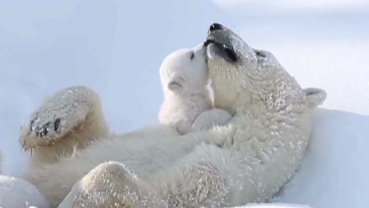 Polar bear mother and son in the snow