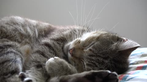 A cat makes noises while sleeping like a human