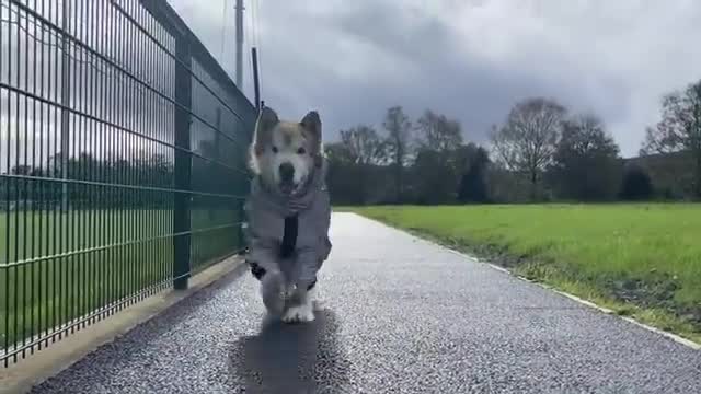 Adorable Baby Girl Walks Her Dog! Phil Got A Coat For His Alopecia!! (So Cute!)