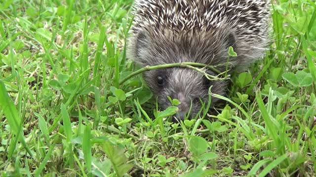 The hedgehog is looking for food