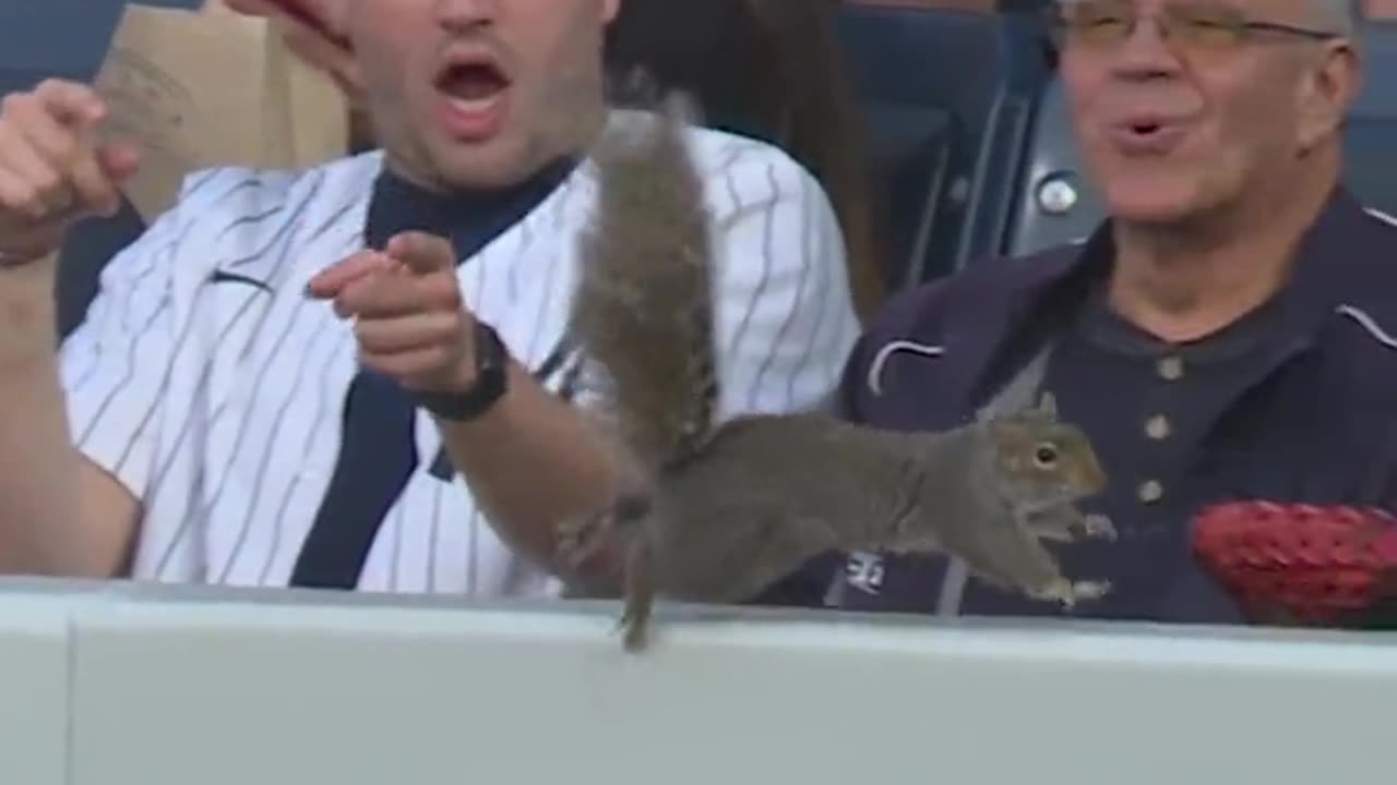 Yankees fans terrified of far-right radical extremist squirrel🚨🐿💨