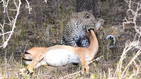 Leopard's prey