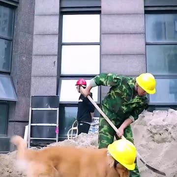 This make me cry😭😭#dog #cutedog #goldenretriever.