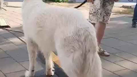 A Bigest beautiful dog 🐕 in my neighbourhood I