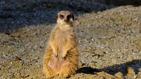 Little fluffy animal sitting funny