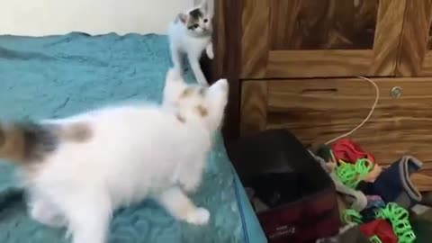 Funny cats compilation video