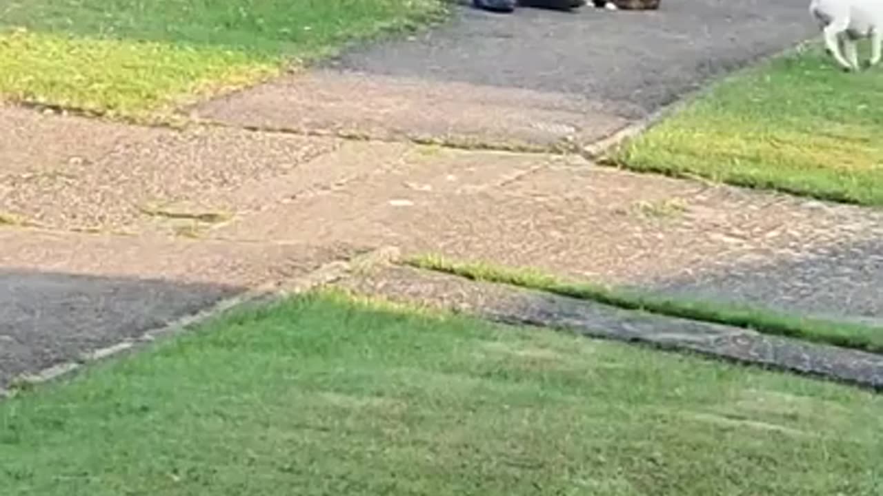 Man saves cat from dog attack