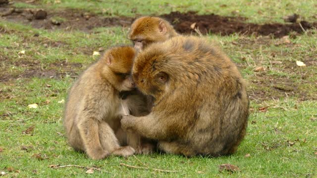 Funny monkeys with their little ones