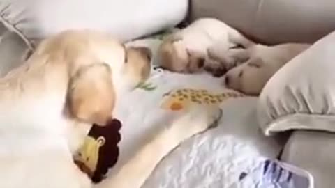Cute dog mom protect her puppy