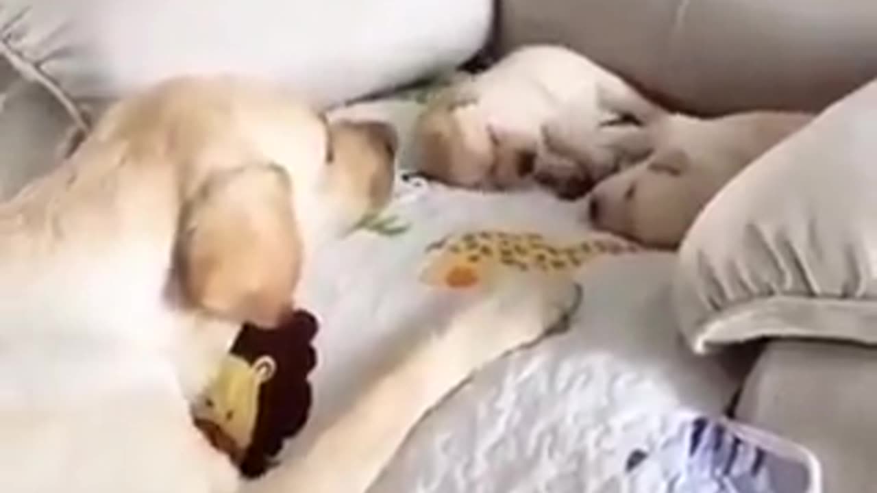 Cute dog mom protect her puppy