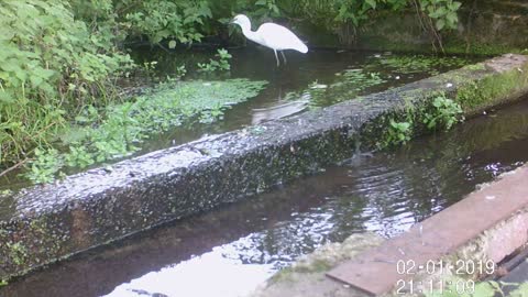 Little egret 2 21st Sept 2022