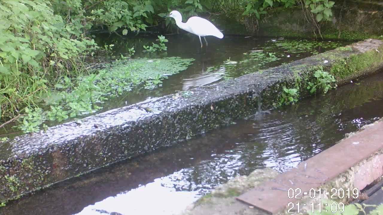 Little egret 2 21st Sept 2022