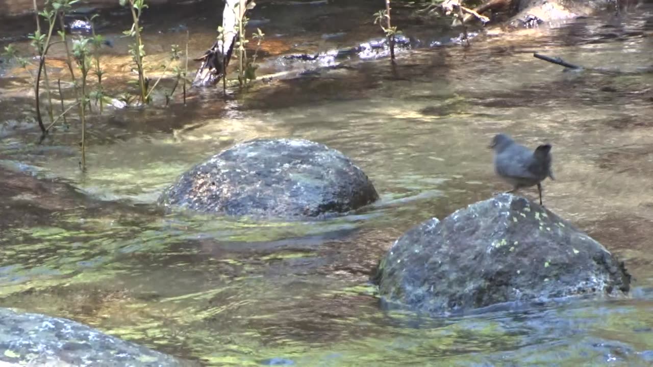 American Dippers called Water Ouzels by John Muir