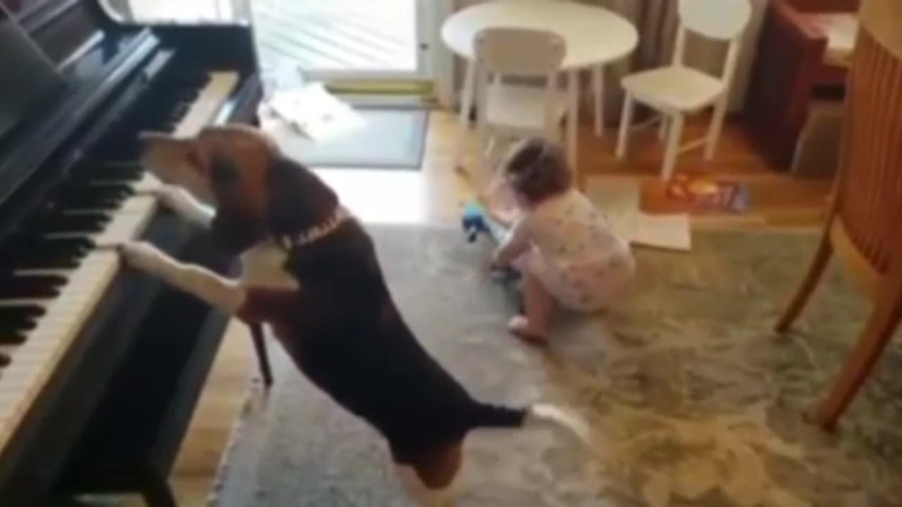 DOG 🐕 PLAYS 🎹😆WHILE 🤣HOWLING 😝BABY😅 DANCES 🤣PLAYS 🎸