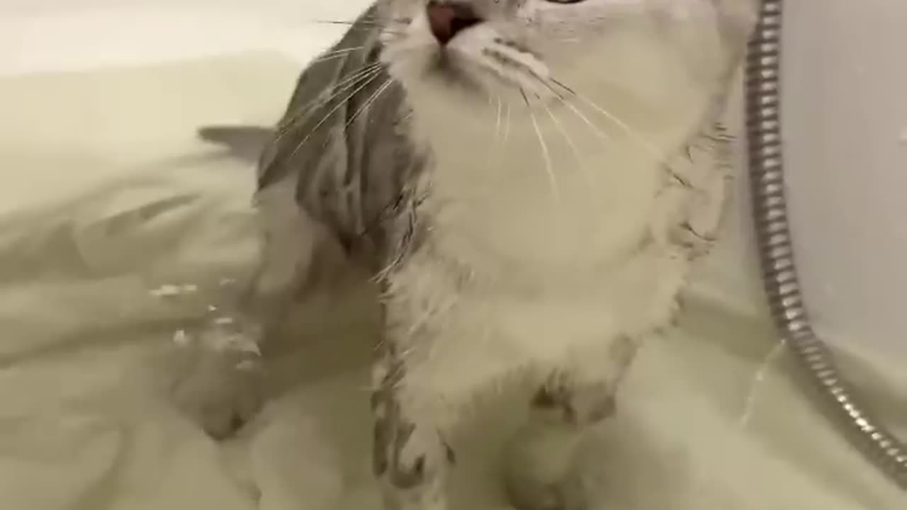 Kisa takes a bath first time
