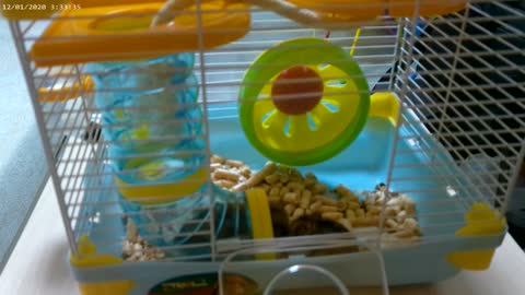 These are junganic hamsters!!!