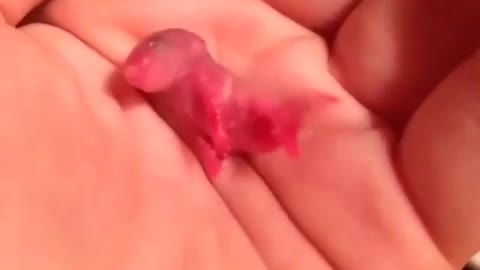 A newborn mouse