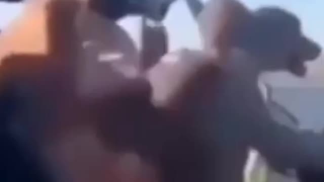 Funnyanimals parte 2