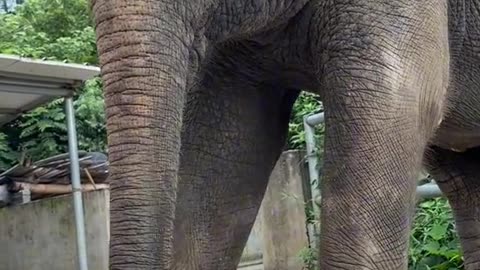 Elephant eating style..
