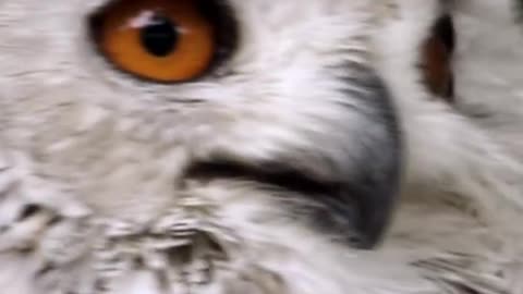 Birds in 4K