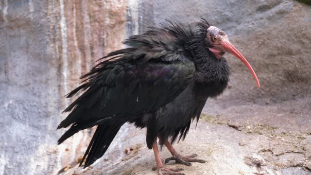 Northern Bald Ibis