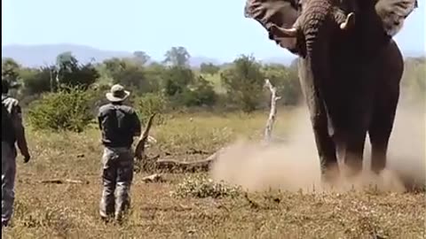OMG engry elephant 🐘