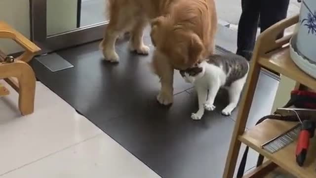 Go home#OneLoveOneHeart #foryou #pet #dog #dogs #pets #fyp #cat #TextReaction